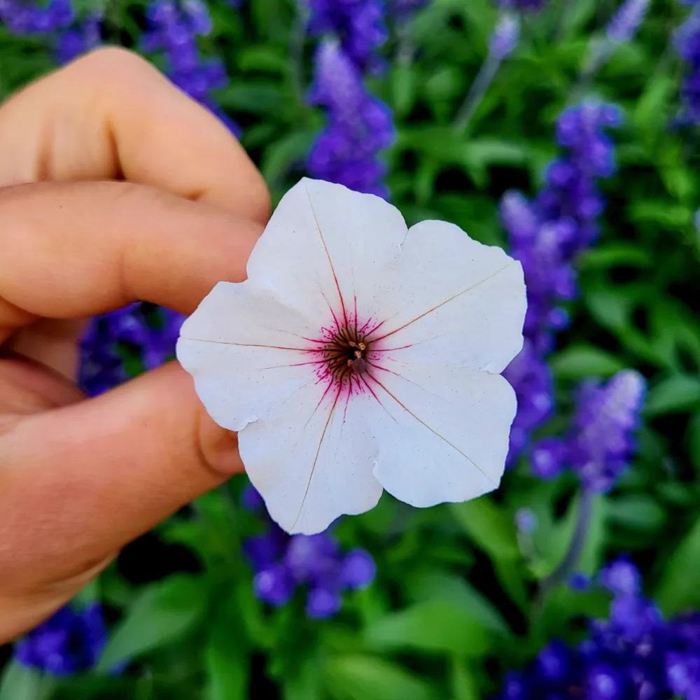supertunia vista silverberry kwiat