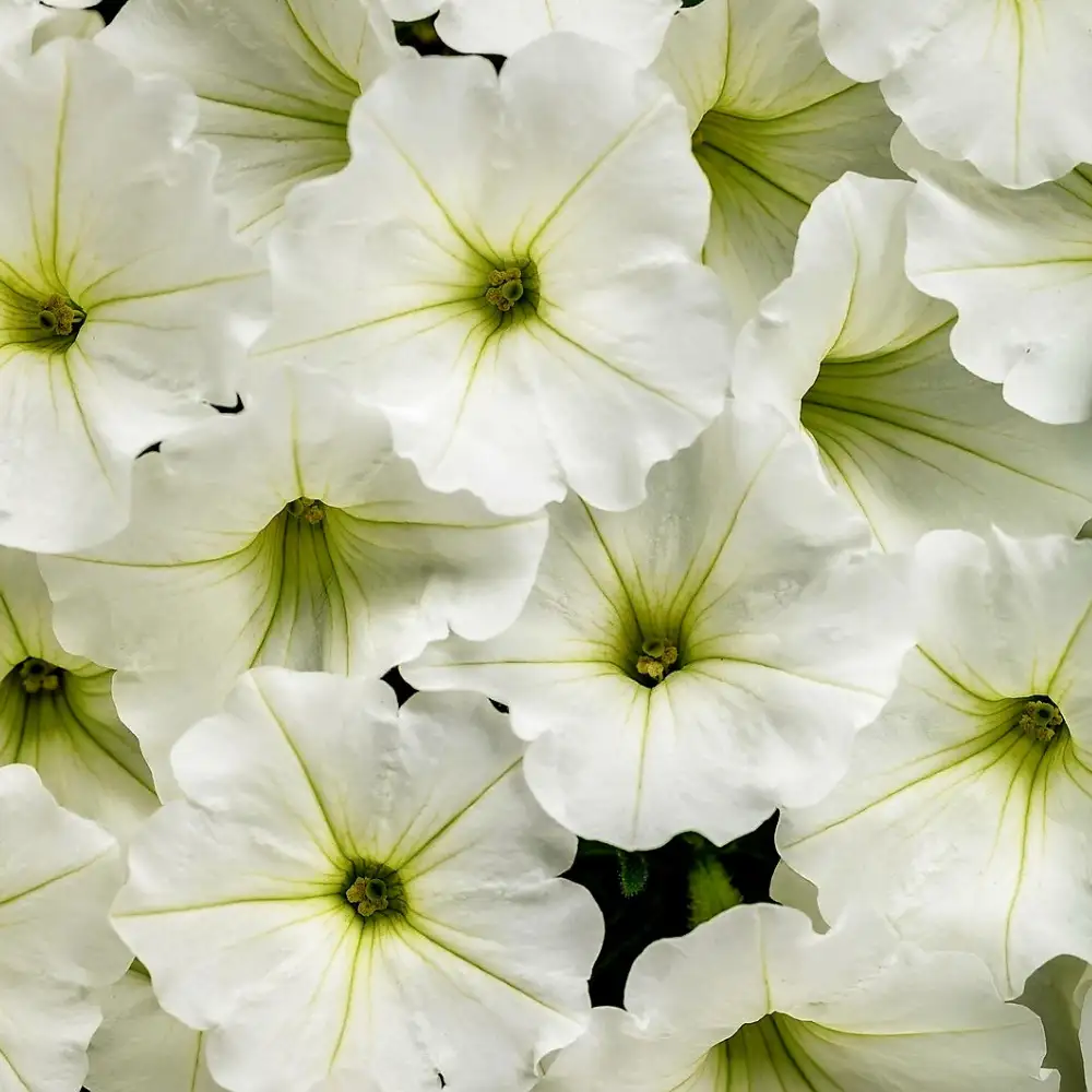 supertunia-vista-snowdrift-biala-kwiat-sadzonka-juszczak-ogrodnictwo-kwiat