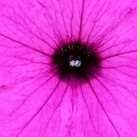 supertunia-vista-jazzberry-juszczak-ogrodnictwo