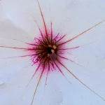 supertunia-vista-silverberry-juszczak-ogrodnictwo