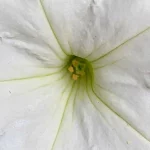 supertunia-vista-snowdrift-kwiat-juszczak-ogrodnictwo